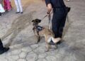 asi-trabaja-unidad-guias-caninos-policia-nacional-feria-ceuta-2025