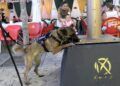 asi-trabaja-unidad-guias-caninos-policia-nacional-feria-ceuta-2025