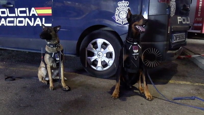 asi-trabaja-unidad-guias-caninos-policia-nacional-feria-ceuta-2025