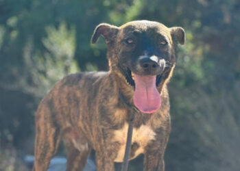 athos-usado-pelear-superviviente-incendio-busca-hogar-001