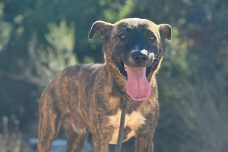 athos-usado-pelear-superviviente-incendio-busca-hogar-001