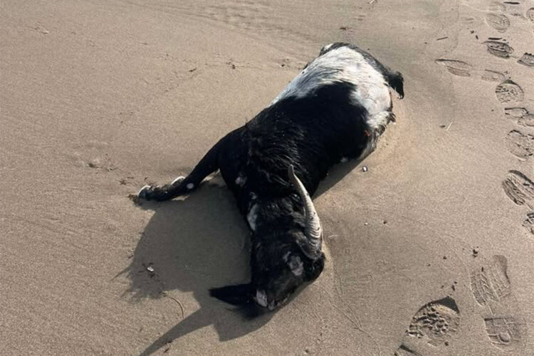 cabra-muerta-playa-benitez