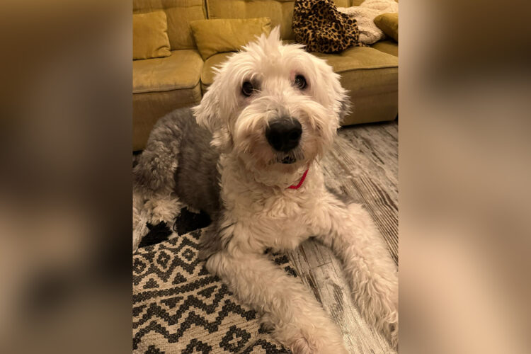 carta-director-blondi