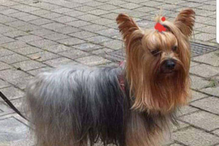 ceuta-trata-mascotas-basura-incluso-muerte