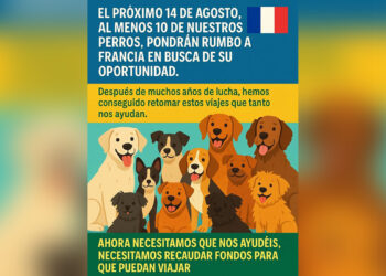 colabora-protectora-10-perros-viaje-francia