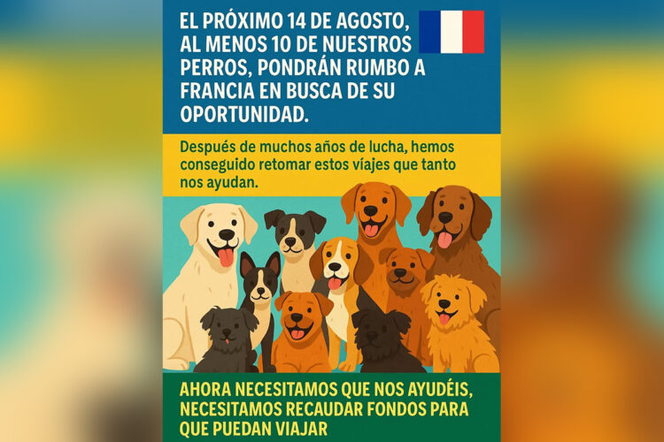 colabora-protectora-10-perros-viaje-francia