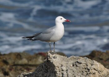 colaboración-gaviotas