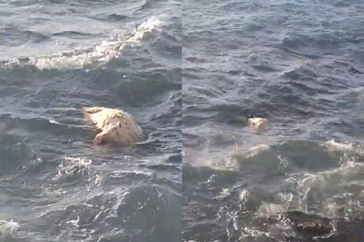 corderos-muertos-beliones-mismo-dia-cabra-benitez-001