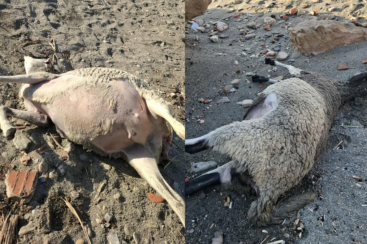 corderos-muertos-beliones-mismo-dia-cabra-benitez