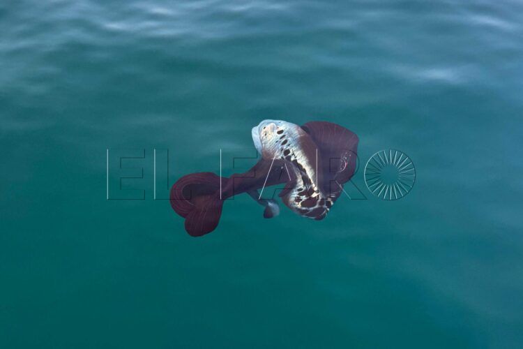 curioso-hallazgo-ceuta-pescador-paso-pulpo-manta