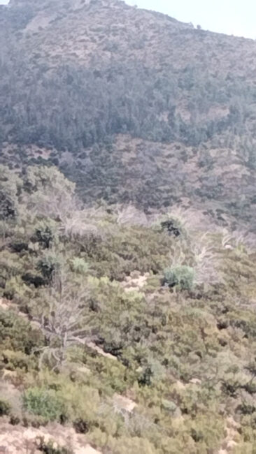 daubma-alerta-riesgo-incendio-montes-ceuta-002