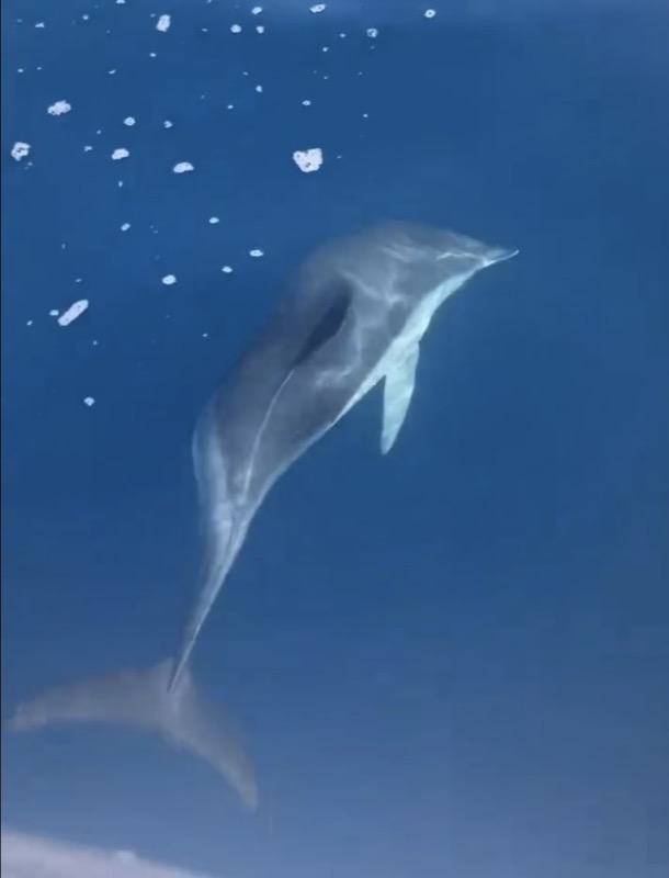 delfines-regalan-bonitas-estampas-aguas-ceuta