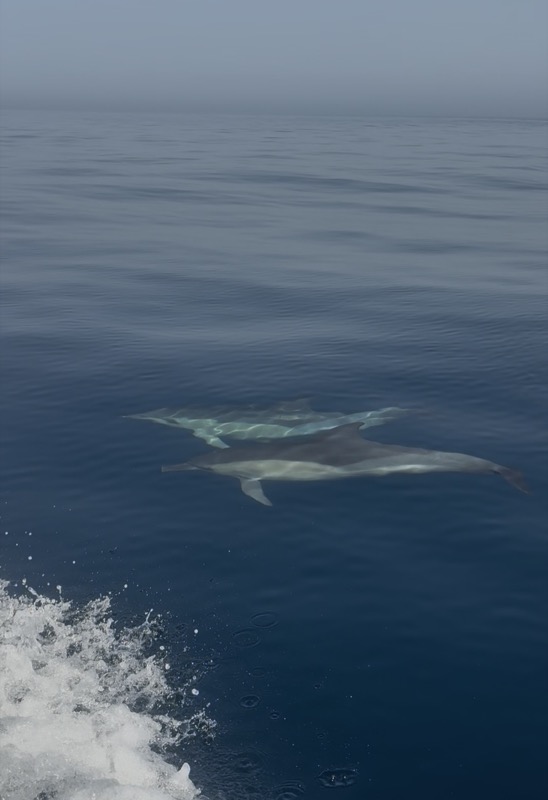 delfines-regalan-bonitas-estampas-aguas-ceuta