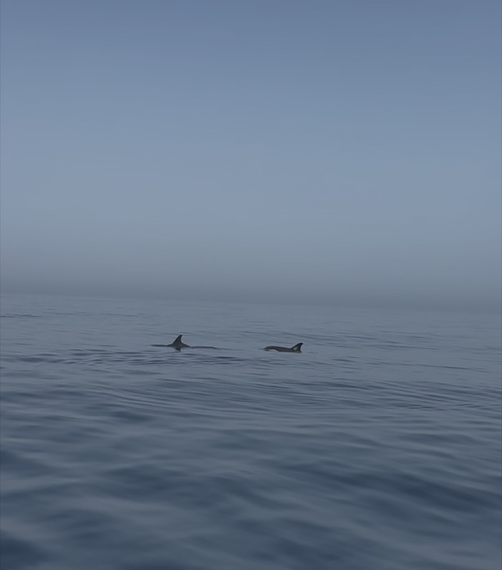 delfines-regalan-bonitas-estampas-aguas-ceuta