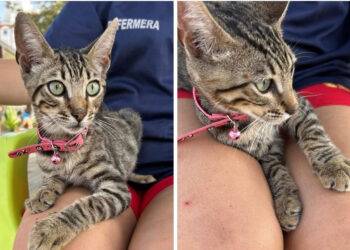 gatito-condenado-morir-calle