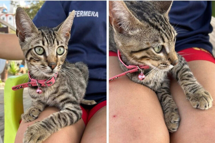 gatito-condenado-morir-calle