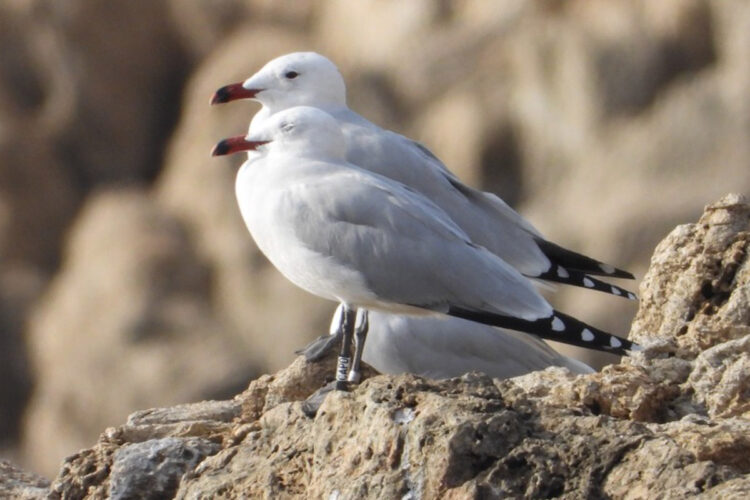 gaviotas-adouin-comprometida-reproduccion