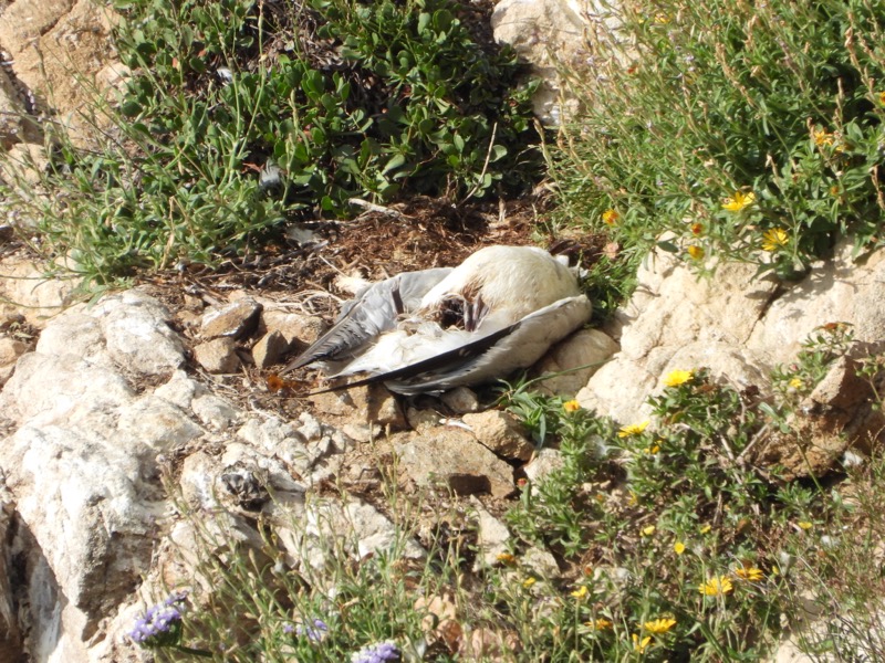 gaviotas-adouin-comprometida-reproduccion