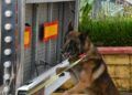 grey-perro-control-puerto-guardia-civil-operacion-feriante-2025-1