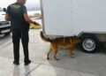 grey-perro-control-puerto-guardia-civil-operacion-feriante-2025-10