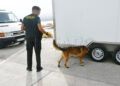 grey-perro-control-puerto-guardia-civil-operacion-feriante-2025-11