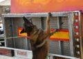 grey-perro-control-puerto-guardia-civil-operacion-feriante-2025-18