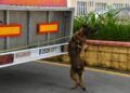 grey-perro-control-puerto-guardia-civil-operacion-feriante-2025-5