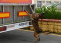grey-perro-control-puerto-guardia-civil-operacion-feriante-2025-6