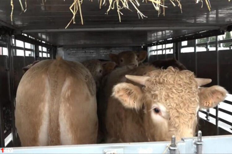 importacion-terneros