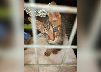 kai-cachorro-gato-atrapado-transportin