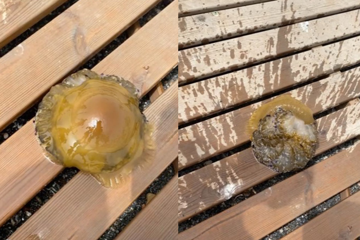 medusa-huevo-frito-sorprende-banistas-playa-tarajal-001-portada