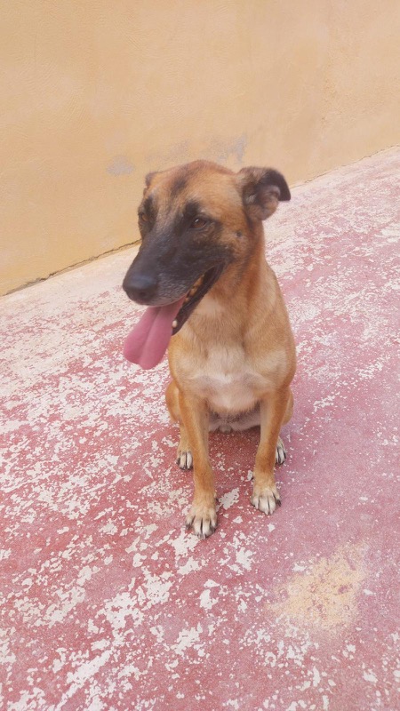 miguelito-perro-quedando-ciego-necesita-ayuda