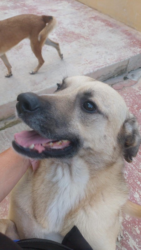 miguelito-perro-quedando-ciego-necesita-ayuda