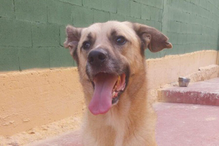 miguelito-perro-quedando-ciego-necesita-ayuda