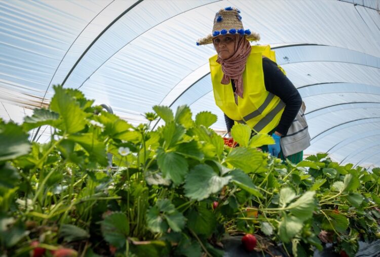 negocios-temporeras-despegan-marruecos-huelva-005