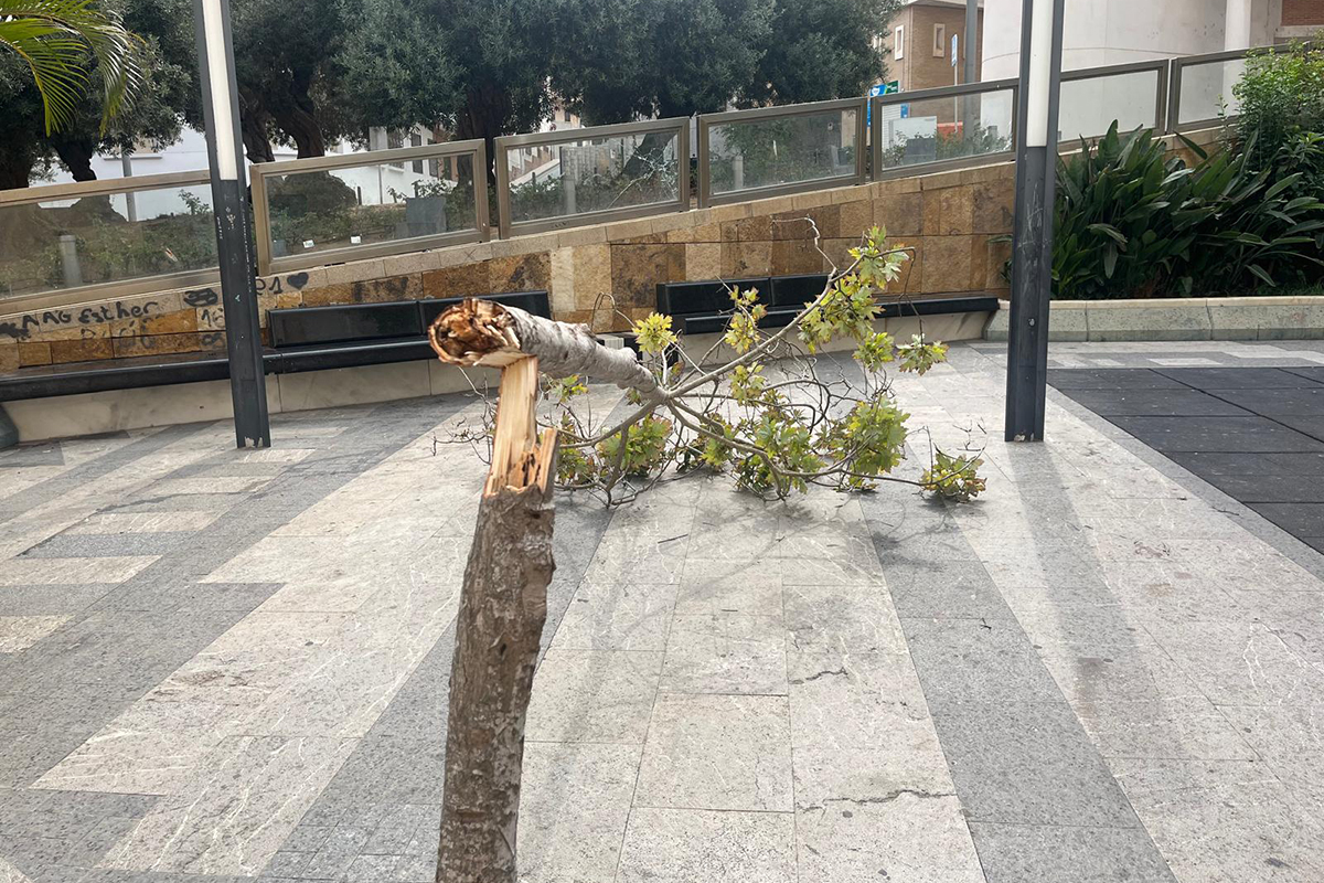 nos-estamos-quemando-vivos-destrozan-arboles-001