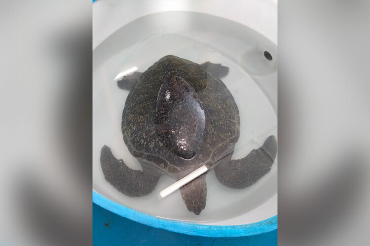 opinion-daubma-cecam