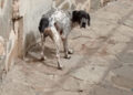 perros-caceria-demasiado-delgados-001