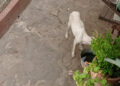 perros-caceria-demasiado-delgados-004