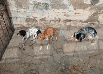 perros-caceria-demasiado-delgados-005