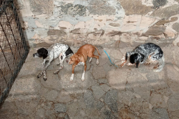 perros-caceria-demasiado-delgados-005