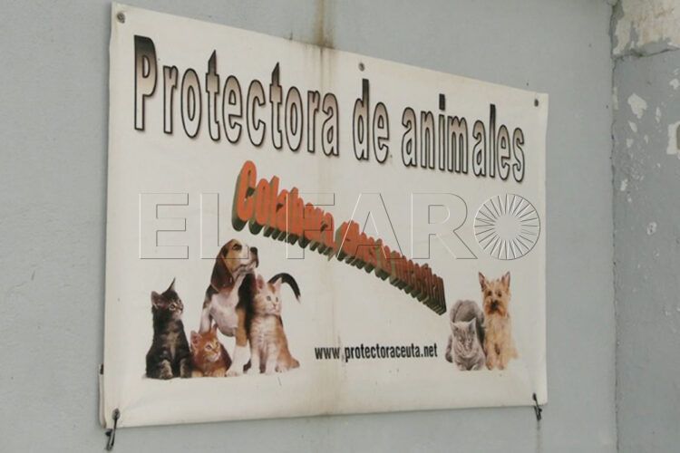 protectora-traslada-animales-antes-inicio-reforma