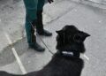 salem-perro-control-puerto-guardia-civil-operacion-feriante-2025-6