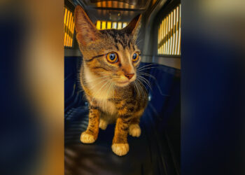 salvar-gato-max-chat-noirs