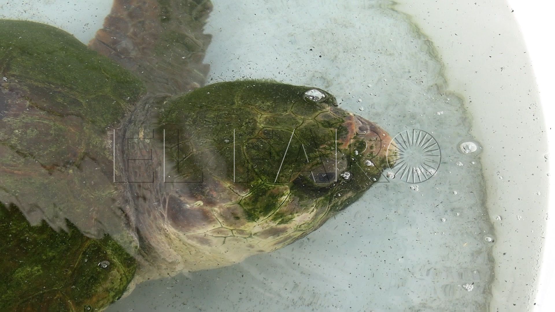 tortuga-macho-reproductor-instalaciones-cecam-1