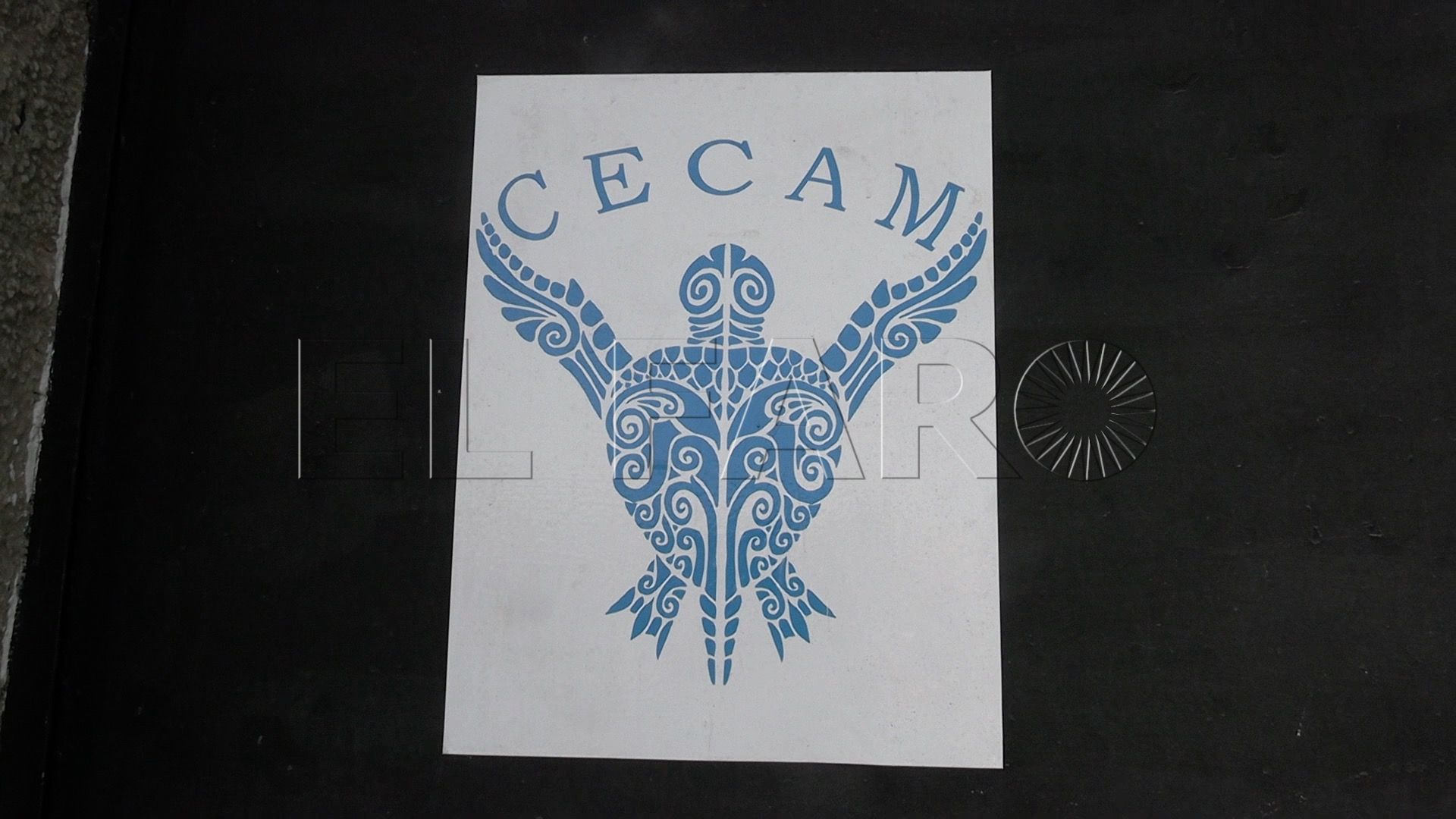 tortuga-macho-reproductor-instalaciones-cecam-7