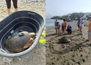 tortugas-cecam-localizadores-vida-mar-alboran
