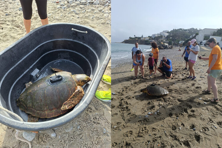 tortugas-cecam-localizadores-vida-mar-alboran