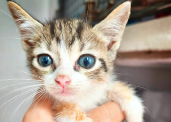 triste-destino-tri-victima-cria-ilegal-no-resistio-mas