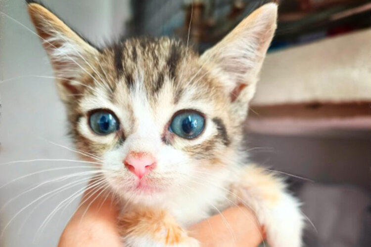 triste-destino-tri-victima-cria-ilegal-no-resistio-mas